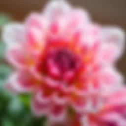 A close-up view of a blooming flower showcasing its intricate petals and vibrant colors.