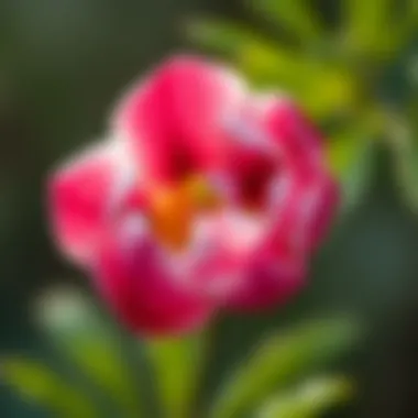 An artistic representation of a flower transitioning from closed to fully open, illustrating its beauty.