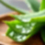 Fresh Aloe Vera leaf with gel extracted