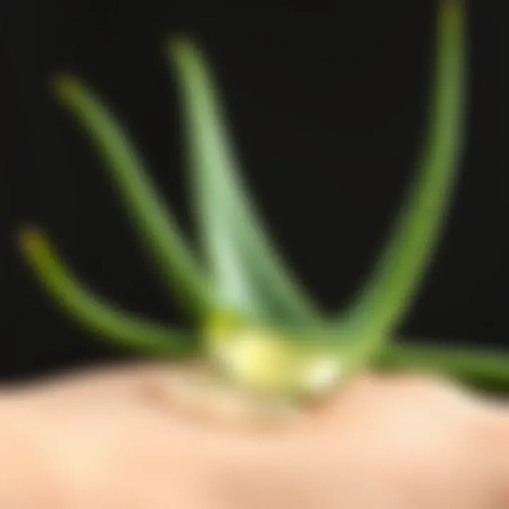 Aloe vera gel application on smooth skin