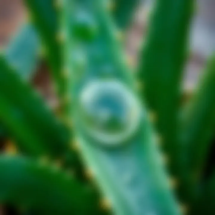 Close-up of Aloe Vera leaves highlighting the gel inside