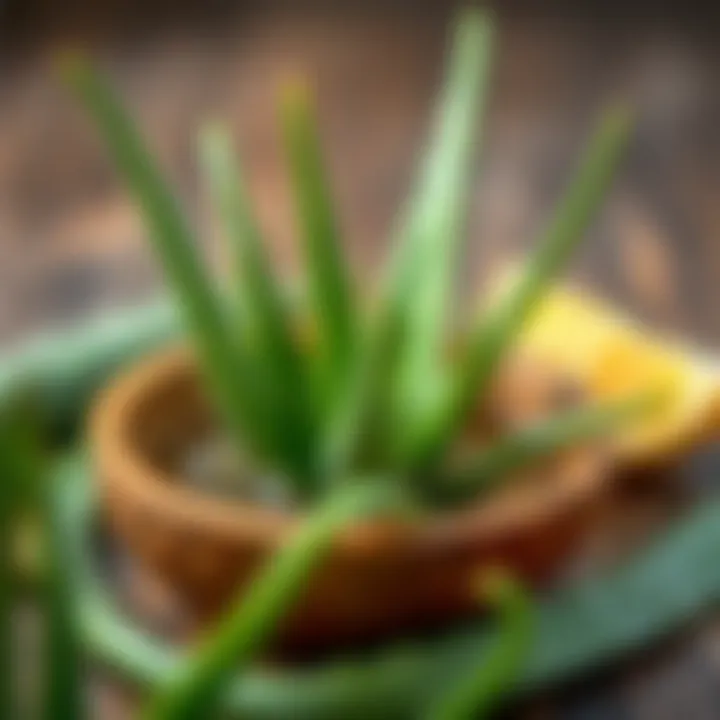 Nutritional benefits of Aloe Vera displayed