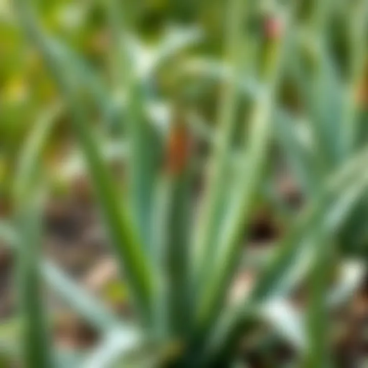 Aloe Vera plant in a natural setting