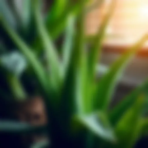 Vibrant aloe vera plant with fresh leaves