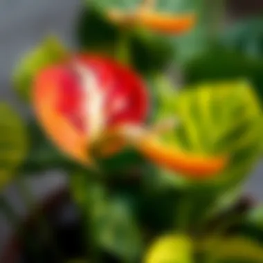 Close-up of Anthurium flower with vibrant colors