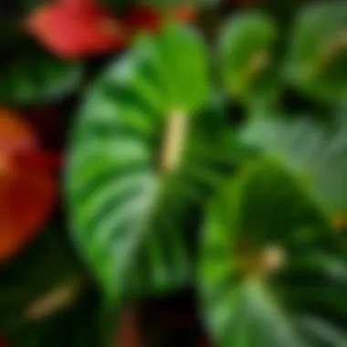 Healthy Anthurium leaves showing rich green foliage