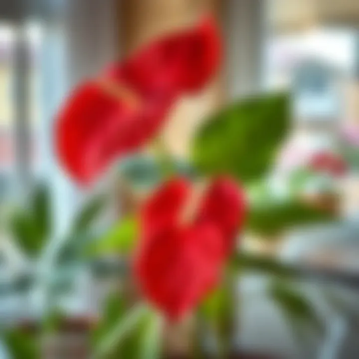 Anthurium plant thriving in a well-lit indoor environment
