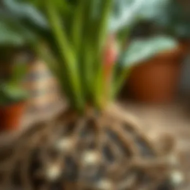 A close-up of healthy Anthurium roots ready for repotting