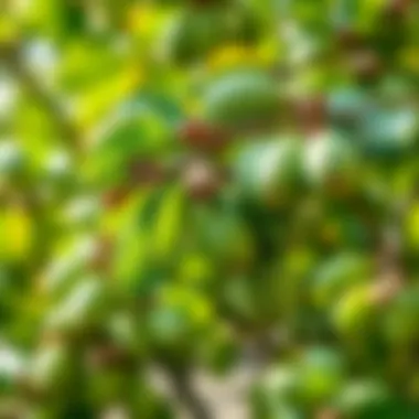 Proper care techniques for almond trees