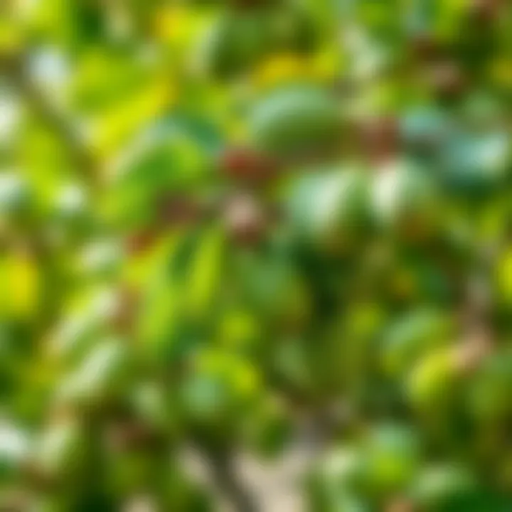 Proper care techniques for almond trees