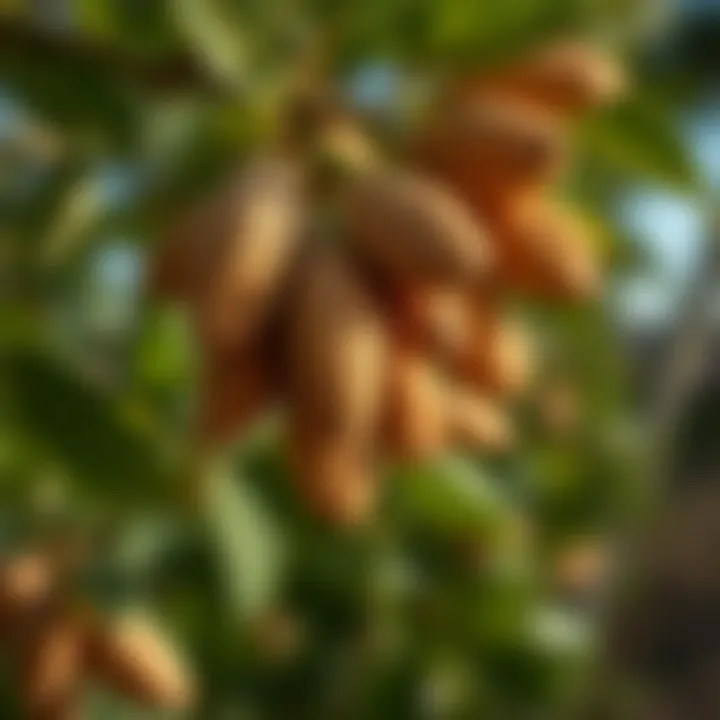 Regional climate impact on almond growth