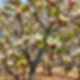 A flourishing almond tree in full bloom