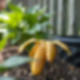 Banana peel benefits for plants