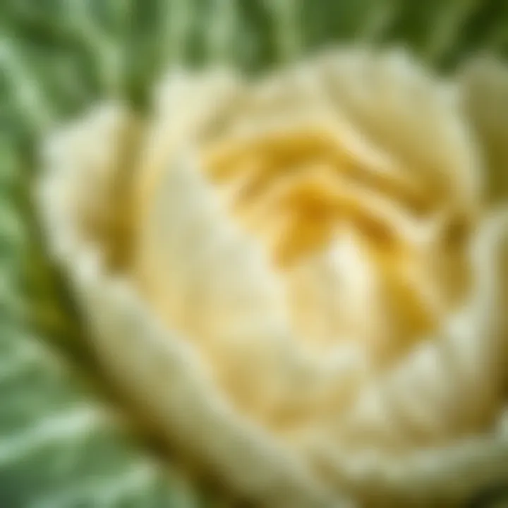 Close-up of white cabbage leaves showing texture
