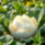 Vibrant white cabbage in a lush garden