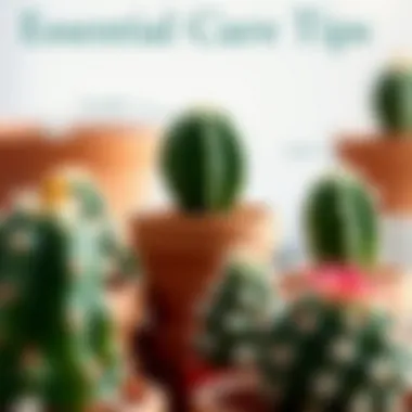 A cactus care guide displaying essential tips for nurturing.