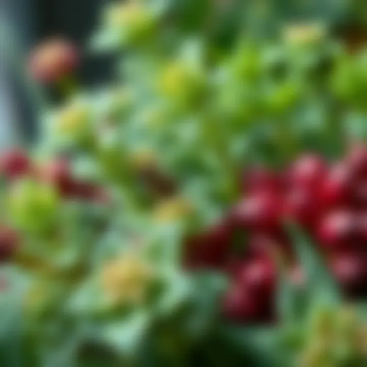 Close-up of specific plants known for their insect-repelling properties