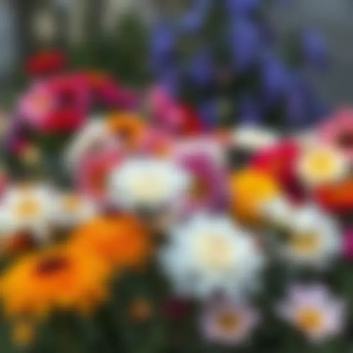 Close-up of diverse flower varieties in a garden