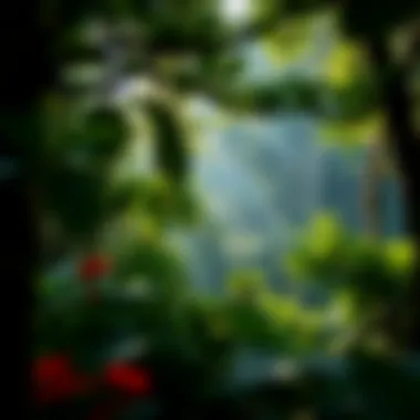 Lush forest representing biodiversity