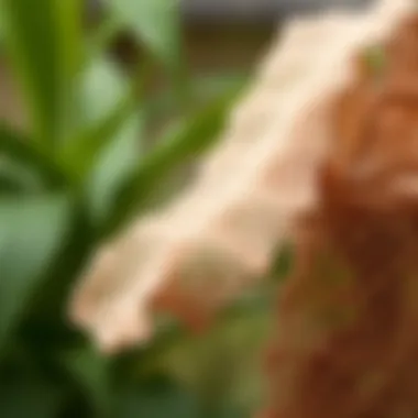 Elegant crochet design showcasing intricate patterns