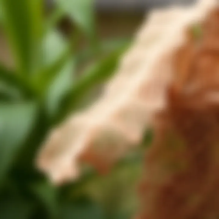 Elegant crochet design showcasing intricate patterns