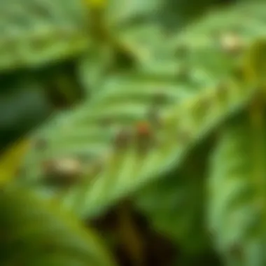 A close-up view of infested plant leaves revealing tiny pests