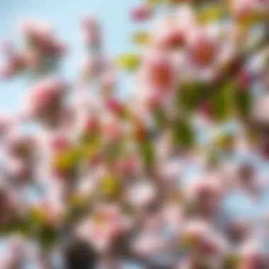 A close-up view of a flowering tree in bloom