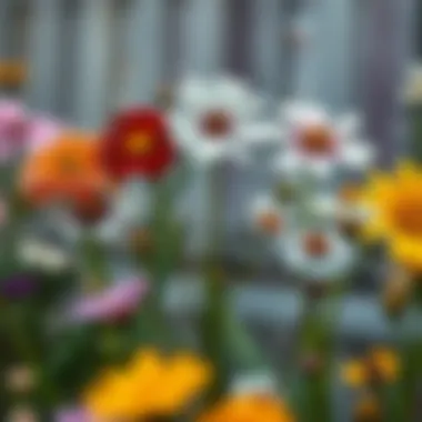 Illustration of different types of flowers with their names and characteristics.