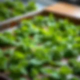 Fresh mint leaves arranged on a baking sheet