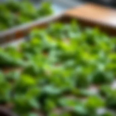 Fresh mint leaves arranged on a baking sheet