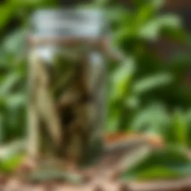 A jar filled with dried mint leaves, ready for storage