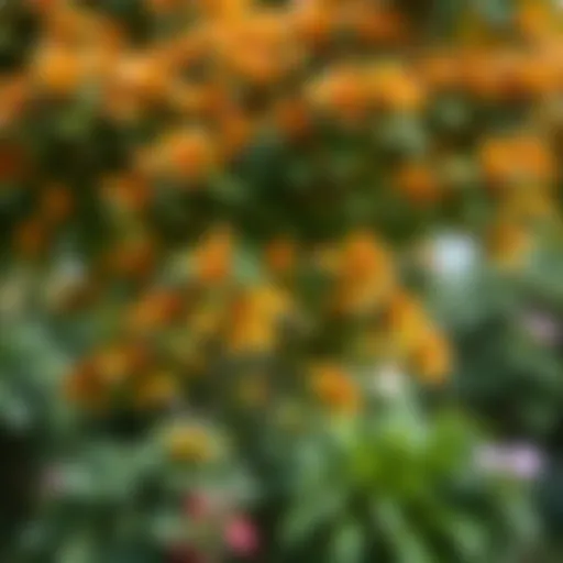 A vibrant garden tree showcasing its foliage