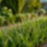 Lush green grass variety selection