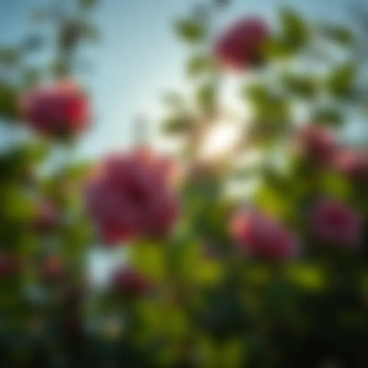 Sunlight filtering through rose leaves