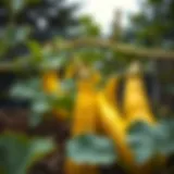 Vibrant zucchini plants in a lush garden setting