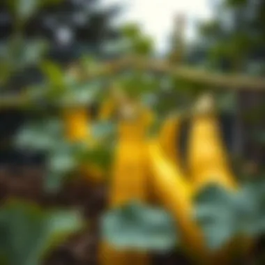 Vibrant zucchini plants in a lush garden setting