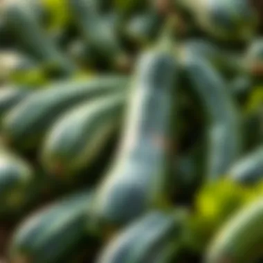 Different varieties of zucchini showcasing their uniqueness