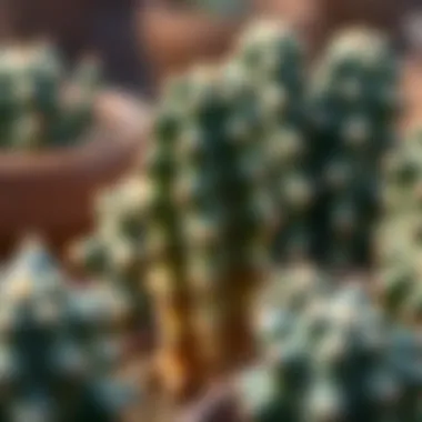 Cactus plant showcasing its natural beauty