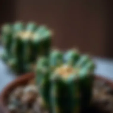 Cactus extract used in skincare products
