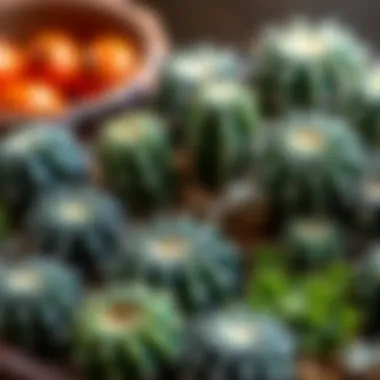 Creative cactus recipes arranged artfully in a cookbook style