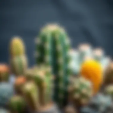 Vibrant cactus varieties showcasing their unique textures and colors
