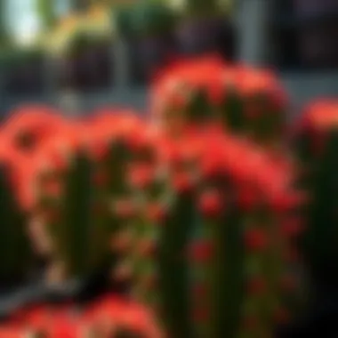 Vibrant red spines of the cactus under sunlight