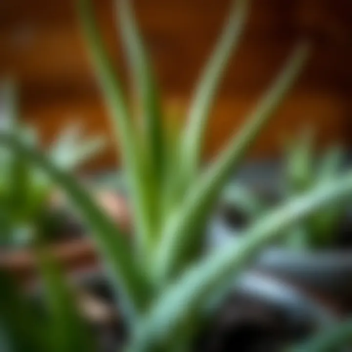 Aloe vera cutting ready for propagation