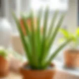 Healthy aloe vera plant in a pot