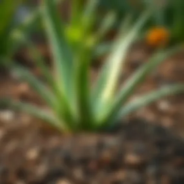 Ideal soil mix for aloe vera