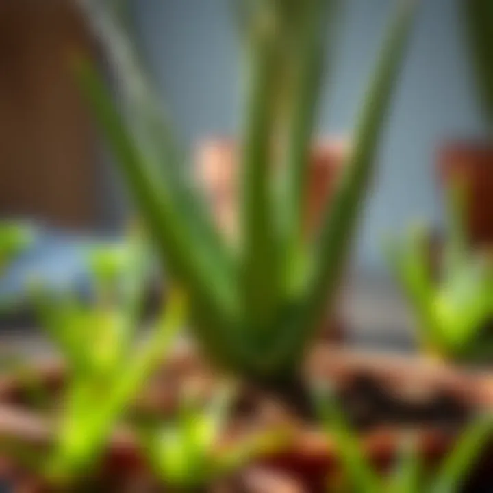 Watering aloe vera for root development