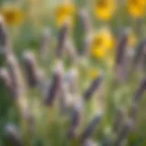 Dried lavender flowers in a natural setting