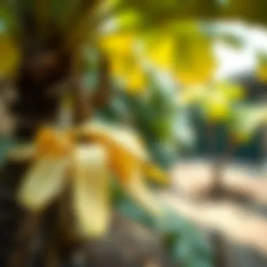 Natural pest control with banana peels