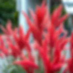 Vibrant pampas grass with artistic color application