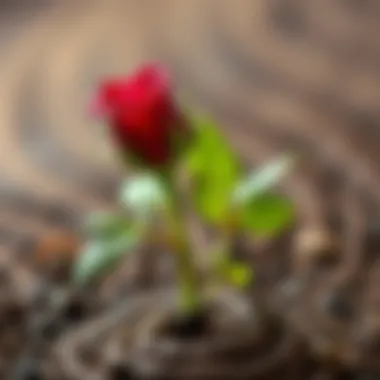 Healthy rose cuttings with new roots emerging